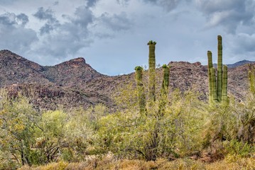 White Tank Mountain State Park Near Phoenix Arizona