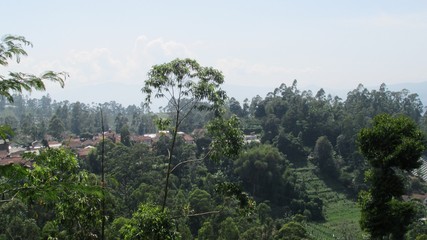 beautiful natural scenery on the hill looks tall and large trees in the wind