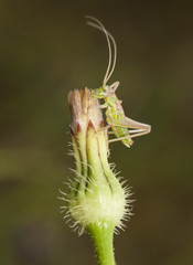 Small green and red scrub cricket with the color of the cuticle very clear as it has just moved when growing perched on a plant