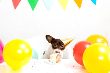 Cute small funny dog in party hat with a birthday cake eating birthday cake celebrating his birthday. Dog birthday party. Domestic animal love and pampering concept.