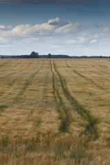 Fototapeta na wymiar Agricultural landscape in summer.