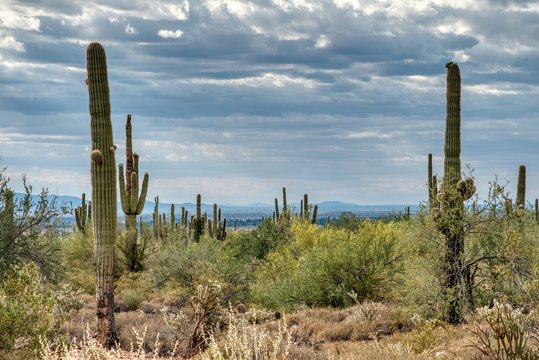 White Tank Mountain State Park Near Phoenix Arizona © KRoberts