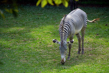 Zebra grazing on green grass