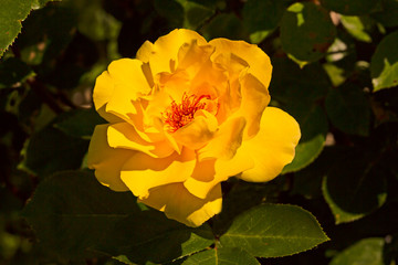 Yellow climbing rose Rosacea.