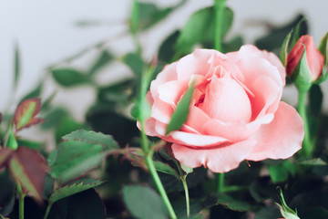 pink rose on a white background