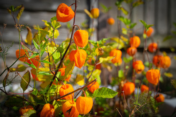  Physalis or red cape gooseberry