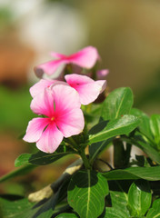 Close up image of bright pink geranium flower on green leaf blurred background