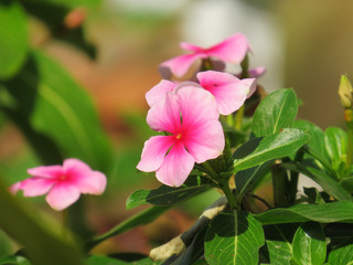 Close up image of bright pink geranium on green background