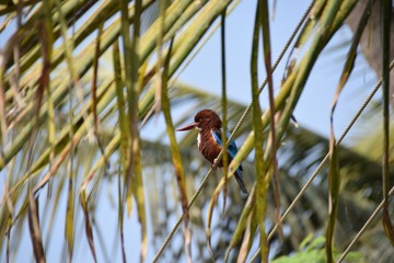 White-throated Kingfisher, Varkala, Kerala, India