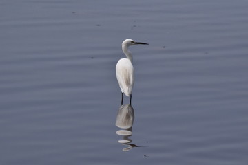 Little Egret, Varkala, Kerala, India
