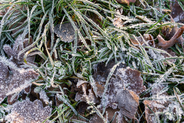last year's grass and fallen leaves are covered with frost