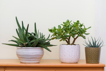 Home gardening. Indoor plants in flower pots in garden room.