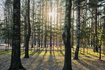 Beautiful pine forest pine park with pines, firs and birches in a sunny day with hard shadows and sunlight, lots of green trees, backlight, sun through the trees with highlights