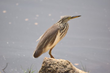 Indian Pond Heron, Varkala, Kerala, India