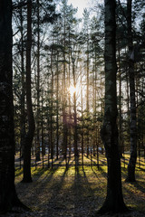 Obraz premium Beautiful pine forest pine park with pines, firs and birches in a sunny day with hard shadows and sunlight, lots of green trees, backlight, sun through the trees with highlights