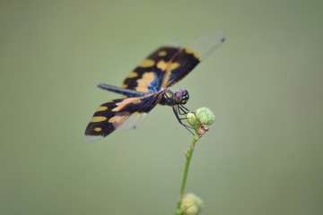 Variegated Flutterer (female) dragonfly, Marari Beach, Kerala, India