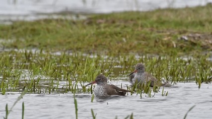 Two common redshanks (Tringa totanus) bathing in shallow water of pond in wetland