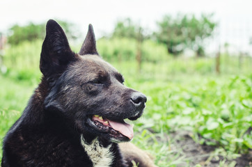 Portrait of a large black dog lying on the grass