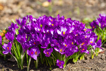 Purple crocuses bloom