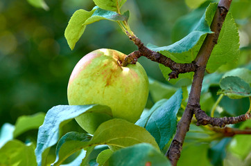 ripe Apple on a tree