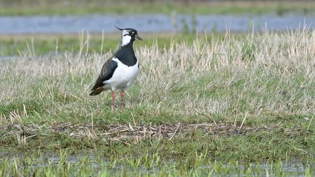 Northern lapwing (Vanellus vanellus) turning around in grassland