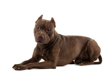 Pit Bull Terrier On A White Background. Pet in the studio.