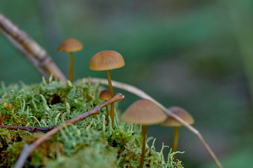 Group of small mushrooms