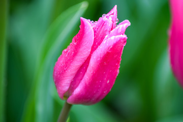 Fototapeta na wymiar Pink Tulip after rain. The closed petals of a Tulip with rain drops on a green background. Transparent drops on pink petals. 