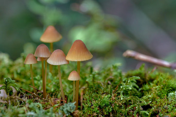Group of small mushrooms