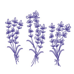 Set of template design of beautiful abstract lavender flowers bouquet. Vector illustration