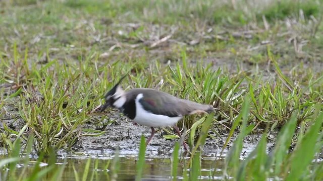 Northern lapwing (Vanellus vanellus) foraging along lake shore. Panning shot
