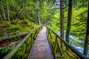 primeval forest through which the walkway leads. Alpine  of San Mauricio in the Aigues Tortes...