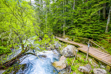 primeval forest through which the walkway leads. Alpine  of San Mauricio in the Aigues Tortes...