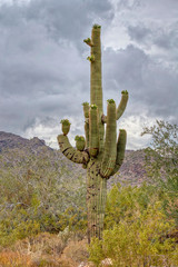 White Tank Mountain State Park Near Phoenix Arizona