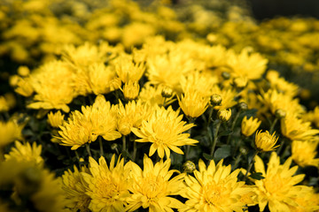 chrysanthemum flowers inside of a greenhouse