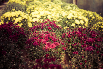 chrysanthemum flowers inside of a greenhouse