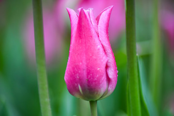Naklejka premium Pink Tulip after rain. The closed petals of a Tulip with rain drops on a green background. Transparent drops on pink petals. 