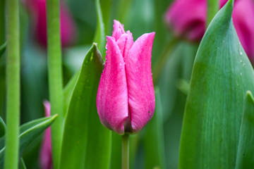 field, botanical, nature photography, agriculture, pastel, petal, rain drops, backgrounds, blossoming, drop, gardening, droplets, valentine, valentine background, summertime, lale, istanbul, amsterdam