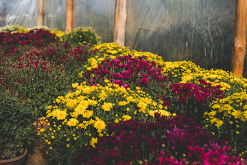 Fototapeta premium chrysanthemum flowers inside of a greenhouse