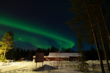 Aurora borealis in a forest village, starry sky and tall pine trees on a clear night