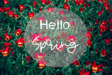 Hello Spring phrase in the frame. Blooming flowerbeds of blossoming tulips during spring. One of the world's largest flower gardens in Lisse, the Netherlands.