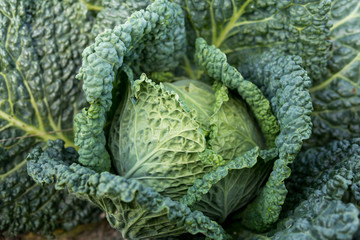detail of savoy cabbage