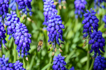 hyacinth, purple flower, first, spring, bloom