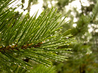 Pine branch in raindrops. Fresh pine needles after rain.