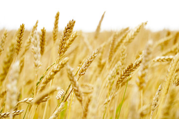 Ear of the wheat on field. Natural composition.