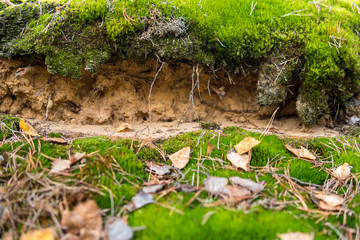 Obraz premium detail of podzol soil