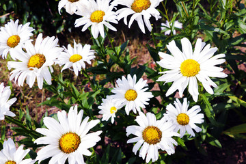 Obraz premium Daisy flower on green meadow. selective focus.
