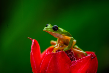 Gliding tree frog (Agalychnis spurrelli) is a species of frog in family Hylidae. It is found in Colombia, Costa Rica, Ecuador, and Panama.