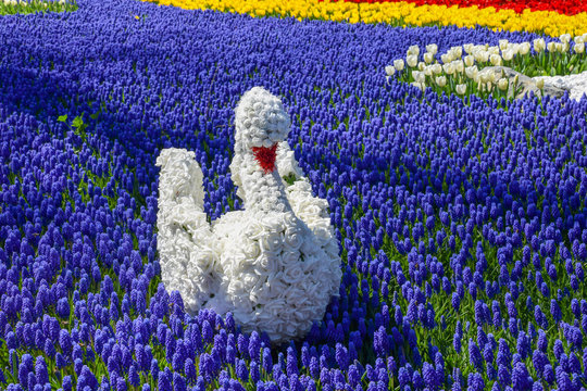 Garden concept with flower swans, purple hyacinths and tulips