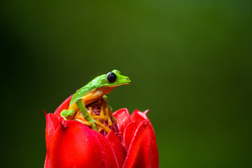Gliding tree frog (Agalychnis spurrelli) is a species of frog in family Hylidae. It is found in Colombia, Costa Rica, Ecuador, and Panama.